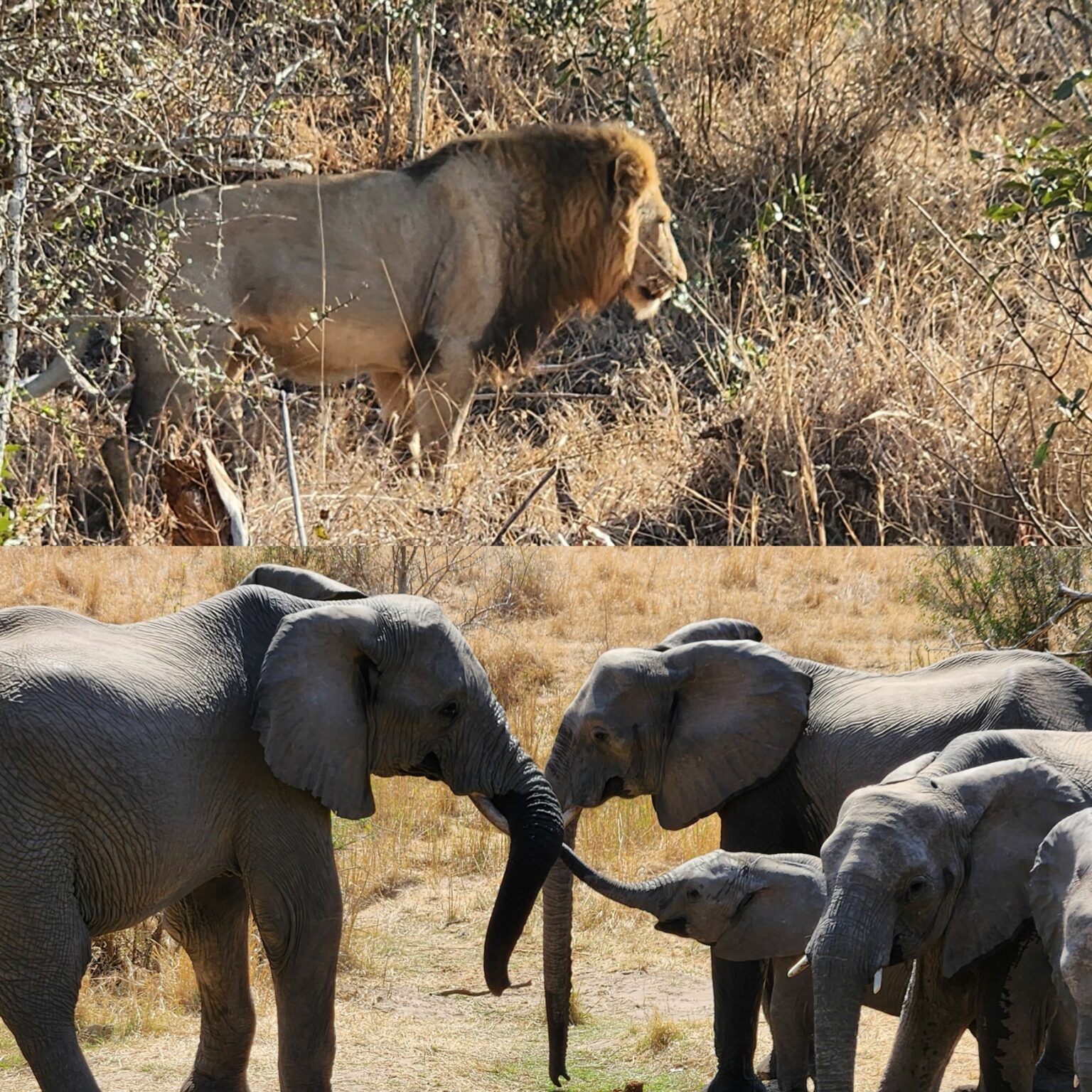 image of elephants and lions